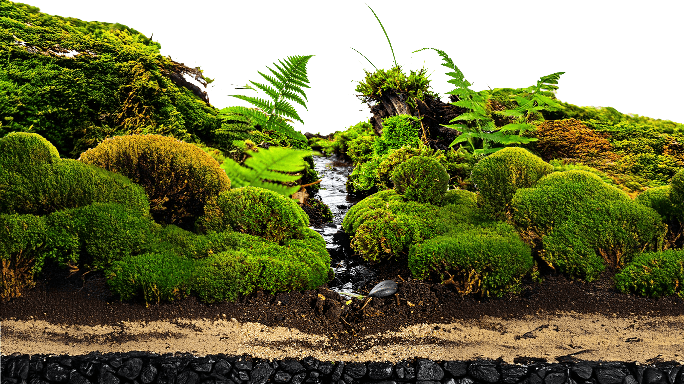 Moss
